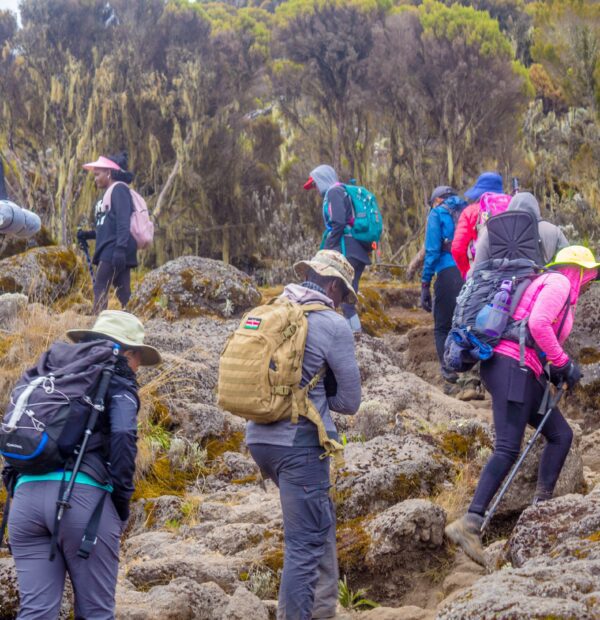 Mount Kilimanjaro Day Hike – Marangu Route
