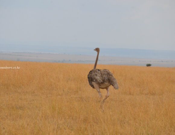 Samburu & Ol Pejeta, Sweetwaters(4 Days)