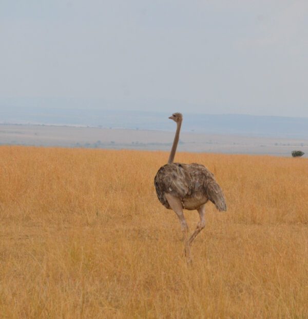 Samburu & Ol Pejeta, Sweetwaters(4 Days)