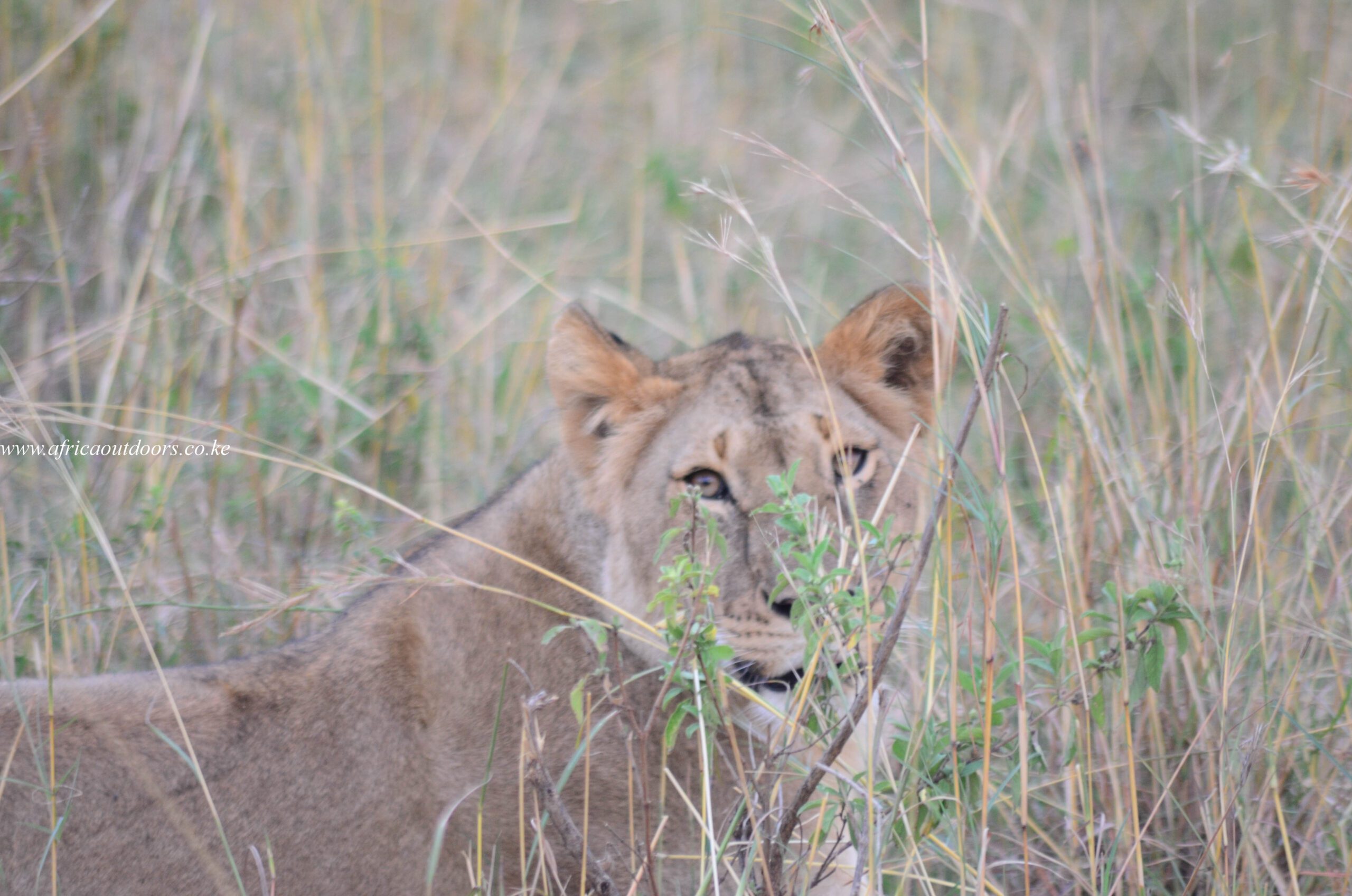 Masai Mara Group Joining Safari