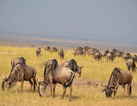 Masai mara budget safari(2 days)
