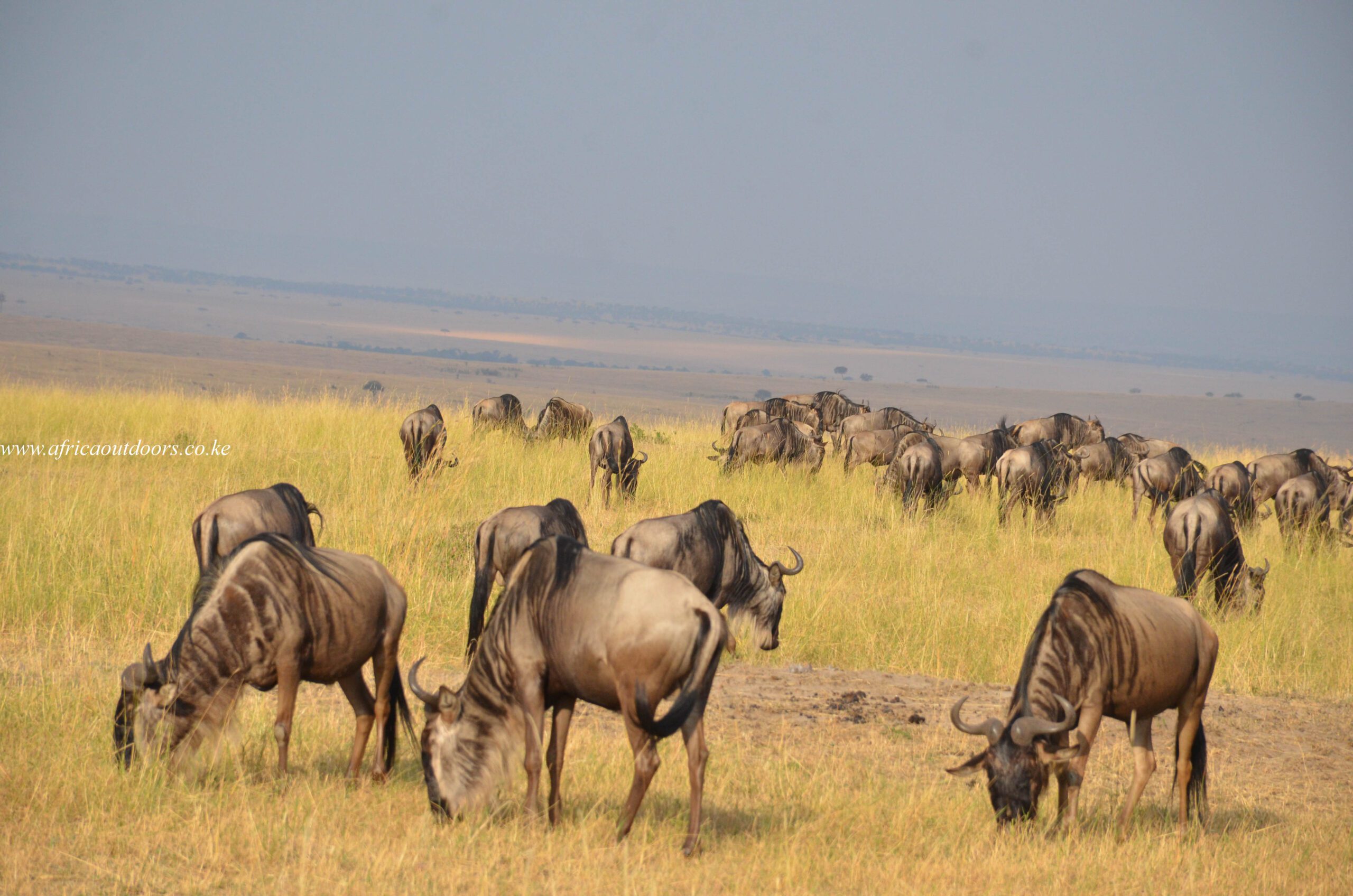 Masai mara budget safari(2 days)