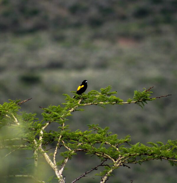 Bird Watching in Kenya – Detailed Guide & Best Locations