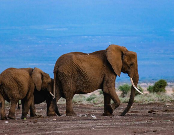 Amboseli Safari(2 Days)