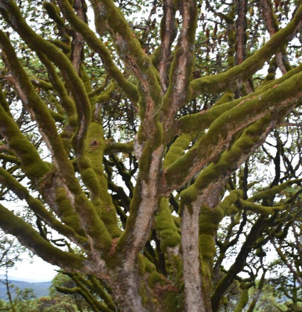 Day Trip – Arusha National Park