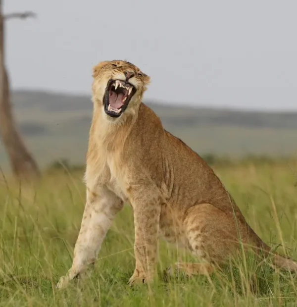 Samburu National Park Day Trip from Nanyuki