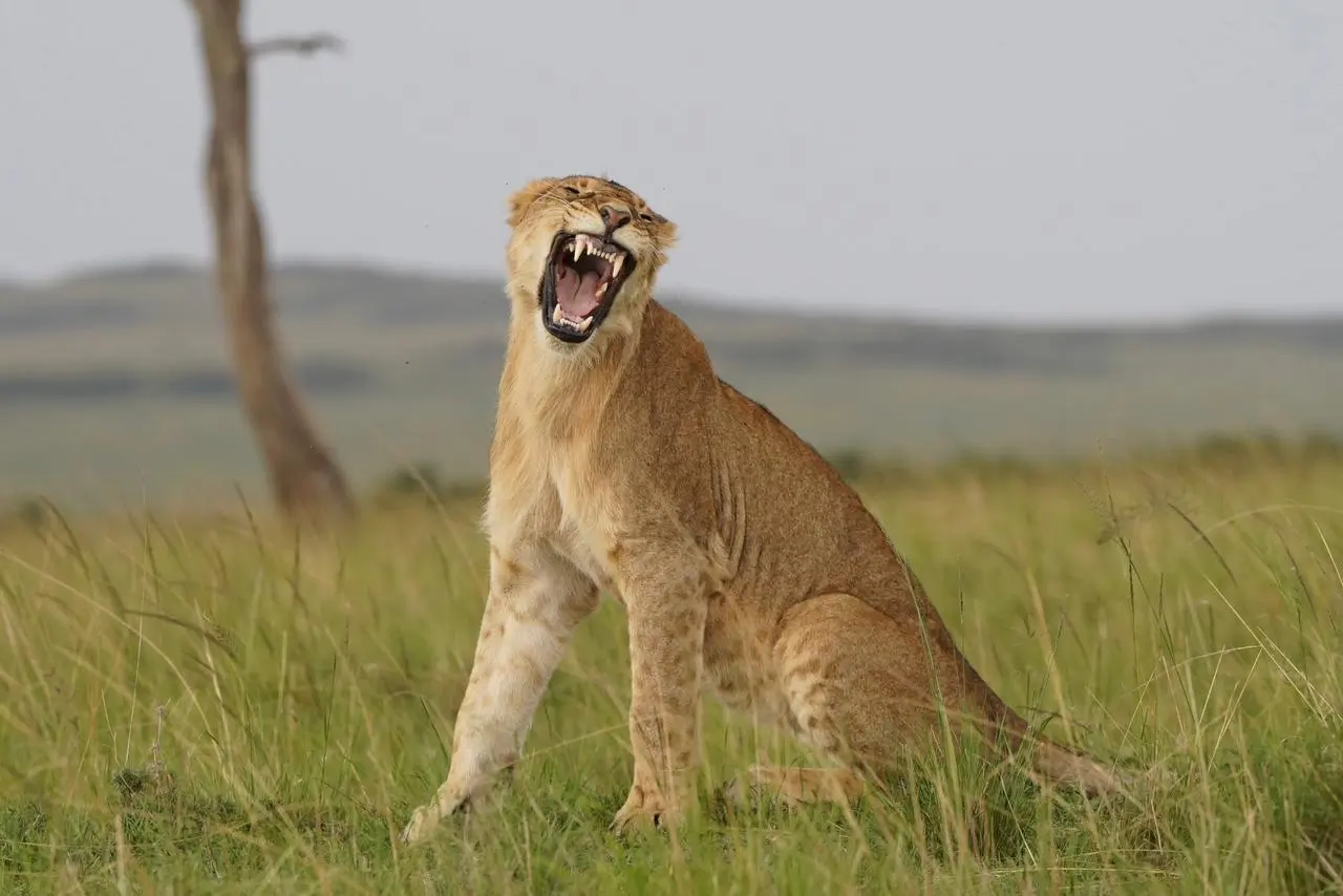 Samburu National Park Day Trip from Nanyuki