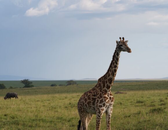 Nairobi National Park