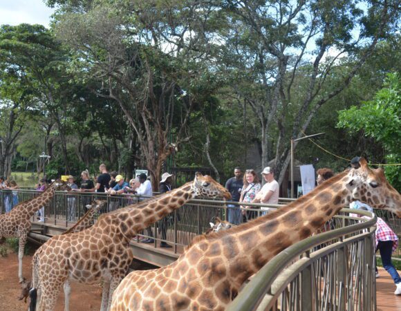 Giraffe Centre Tour