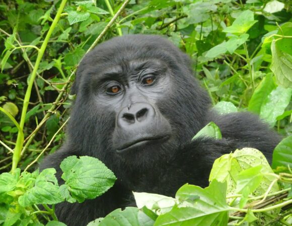 Short gorilla safari in Uganda - Fly-in (4 nights)