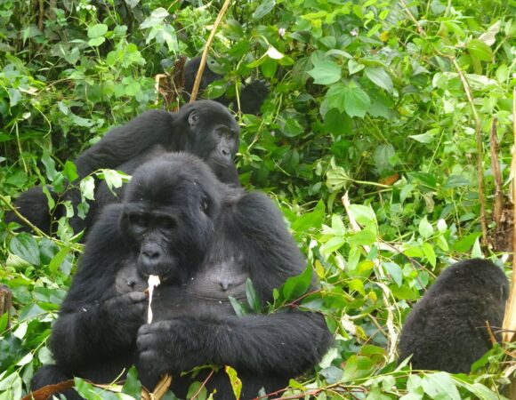 Classic Uganda Primates & Wildlife Safari Holiday