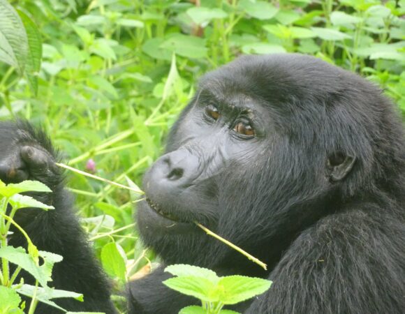 Rwenzori Mountain and Bwindi Gorilla Safari(13 Days)