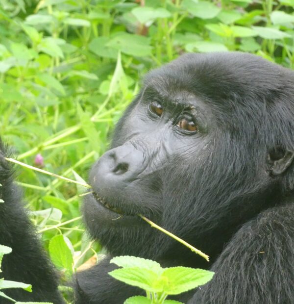 Rwenzori Mountain and Bwindi Gorilla Safari(13 Days)