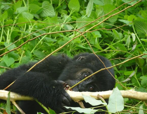 Explore Uganda's Wilderness, See Gorillas, Chimps & Wildlife(12 days)